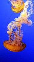 Photography Poster - Jellyfish, Blue, Underwater, Marine, 24"x14", Gloss Finish