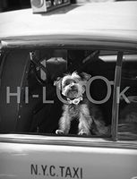 Hi-Look Microfiber Cleaning Cloth, dog design - Schmitty in a Taxi