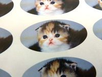 Minilabel Pack Of 30 , Kitten Seals , 51X25mm Oval Seal Labels, Cat Stickers For Gift Wrapping, Presents, Envelopes, Bags Or Cards