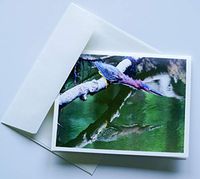 Bird Note Cards Original Elegant Photographic Textured White Blank 4.25"x 5.50" Boxed Set 8 W/Matching Envelopes In Plastic Jacket Thank You Invitations Birthdays Greetings Just Because