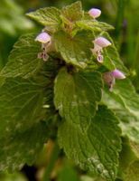 Dead Nettle Leaf, Cut&Sifted - Wildcrafted - Lamium Album (454g = One Pound) Brand: Herbies Herbs