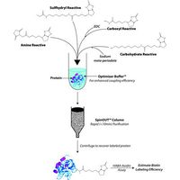 Hook-NHS-LC-LC-Biotin Labeling Kit