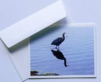 Bird Note Cards Original Elegant Photographic Textured White Blank 4.25"x 5.50" Boxed Set 8 W/Matching Envelopes In Plastic Jacket Thank You Invitations Birthdays Greetings Just Because