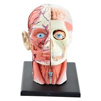 LXX 4D Vision Human Head Anatomy Model - Skull Brain Anatomical Model - Detachable 12 Parts Head Puzzle Toy Medical Science Teaching Tool