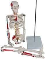 LXX Skeleton Anatomical Model - 85Cm Life Size Human Skeleton Teaching Anatomical Model - Medical Full Skeleton Anatomical Human Model