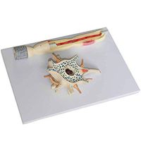 LXX Scientific Human Anatomy - Neuron Model 2500-fold Magnification of Neuronal Cell Body and Nerve Fiber Structure Amplification Model Hand Painted