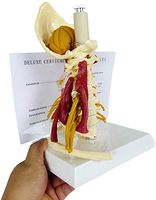 LXX Human Cervical Vertebra Model - Life Size Cervical Vertebra Model with Advanced Muscled and Nerve - Flexible Spine Model Model for School Teaching Equipment