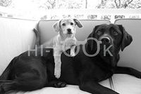 Hi-Look Microfiber Cleaning Cloth - angie & violet