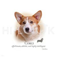 Hi-Look Microfiber Cleaning Cloth, dog design - Corgi
