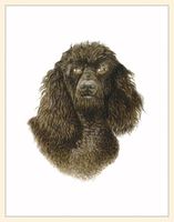 Fiddler's Elbow Black Poodle Blank Box Note Cards