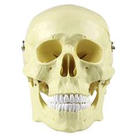 LXX Human Adult Skull Anatomical Model - Life Size Plastic Heads Model Include Removable Skull Cap and Full Set of Teeth - Medical Educational Training Aid