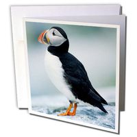 3dRose Atlantic Puffin, Fratercula Arctica, Machias Seal Island, Maine - Greeting Cards, 6" x 6", Set of 6 (gc_251079_1)