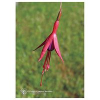 Flower Essence Services Supplement Dropper, Fuchsia, 0.25 Ounce