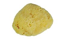 Natural Mediterranean Sea Sponge - Yellow - Silk (3")