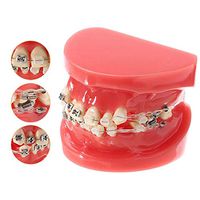 LXX Teeth Model Kids Dental Teaching Study Supplies Adult Standard Orthodontic Model for Student,Teaching, Studying, Displaying
