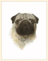 Fiddler's Elbow Pug Box Blank Note Cards