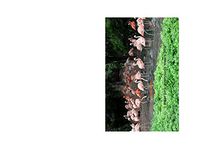 Blank Notecard - Flamingoes - I Wear Pink