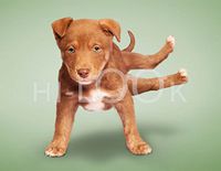 Hi-Look Microfiber Cleaning Cloth - Dustin