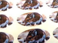 Minilabel Pack Of 48 Mouse Seals , 40X20mm Oval Seal Labels, Stickers For Gift Wrapping, Presents, Envelopes, Bags Or Cards