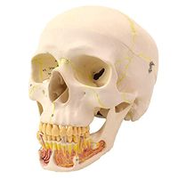 LXX Human Adult Skull Anatomical Model, Professional Simulation Skull Stomatology Skull Teaching - Removable Skull Cap Medical Training Teaching Aid