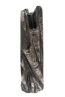Orthoceras Fossil Standing Polished Display Piece ORTHS06