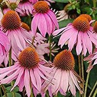 Echinacea, Purple coneflower
