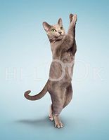 Hi-Look Microfiber Cleaning Cloth - Eva