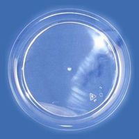 Sovereign Clear 6 1/4-inch Plastic Plates 25 Per Pack