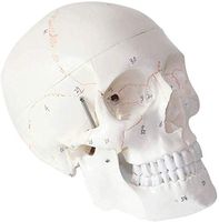 LXX Human Skull Anatomical Model with Numbered - Adult Medical Skull Model with Removable Skull Cap Shows Most Major Foramen, Fossa, and Canals - for Medical Educational Training Aid