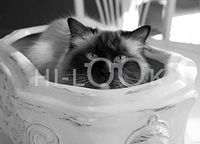 Hi-Look Microfiber Cleaning Cloth, cat design - Matsyasan