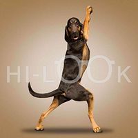 Hi-Look Microfiber Cleaning Cloth, dog design - Yoga Dog - Curtis
