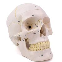 LXX Human Adult Skull Anatomical Model,1:1 Life Size Removable Movable Skull Model,PVC Material Scientific Anatomical Skull Model Suit for Medical Demonstration Tool