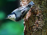 Birds 240 70b 3 Artwork Micro Fiber Cleaning Cloth