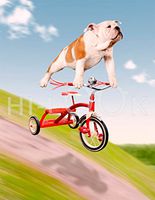 Hi-Look Microfiber Cleaning Cloth - Dog On Trike