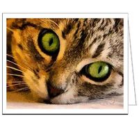 Brucie The Cat - Watching You - Set of 6 Notecards with Envelopes by Doggylips.Com