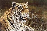 Hi-Look Microfiber Cleaning Cloth - Royal Bengal