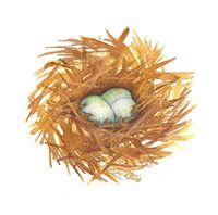 "The Nest Series" - 6 Watercolor Note Card Set 4.25" X 5.5" with Envelopes