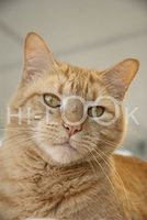 Hi-Look Microfiber Cleaning Cloth - scout