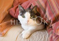 Hi-Look Microfiber Cleaning Cloth - daisy