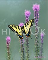 Hi-Look Microfiber Cleaning Cloth - Butterflies