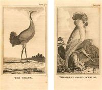 HomArt Fireplace Matches, Large, Cockatoo and Crane Design