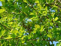 Home Comforts Eingriffeliger Hawthorn Hawthorn Bush Hardwood Vivid Imagery Laminated Poster Print 11 x 17