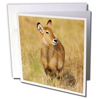 3dRose Defassa Waterbuck wildlife, Uganda - AF48 MZW0176 - Martin Zwick - Greeting Cards, 6 x 6 inches, set of 12 (gc_132181_2)