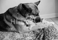 Hi-Look Microfiber Cleaning Cloth, dog & cat - Nina and Kitten