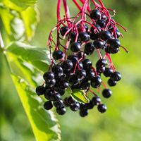 Adams Elderberry - Bare Root Plant Ships 8” to 12” Tall