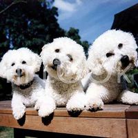 Hi-Look Microfiber Cleaning Cloth, dog design - Max, Lucy, and Emett