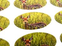 Pack of 48 Deer Seals, 40x20mm Oval Seal Labels, Stickers for Gift Wrapping, Presents, Envelopes, Bags or Cards