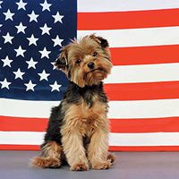 New Yorkie 240 27a 3 Artwork Micro Fiber Cleaning Cloth