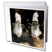 USA, Utah, Cache Valley, Hereford Steers winter feedlot - Greeting Cards, 6 x 6 inches, set of 6 (gc_191936_1)