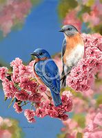 Hi-Look Microfiber Cleaning Cloth - Bluebird Quartet